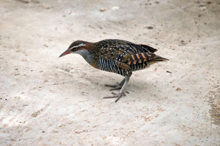 the buff banded rail is standing on sandの写真素材
