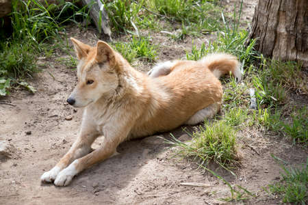 the golden dingo is resting in the sunの写真素材