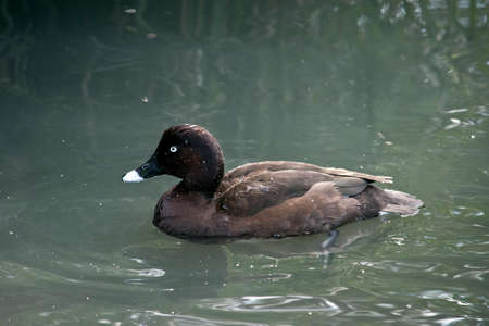 the hardhead duck is swimming in a lakeの写真素材