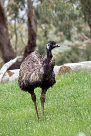 the emu is walking in the tall grassの写真素材