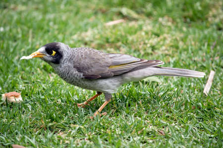 the noisy minor is eating breadの写真素材