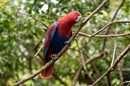 the female eclectus parrot is hiding in a treeの写真素材