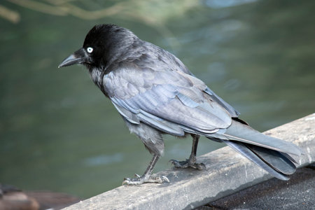the Australian is sitting on a fenceの写真素材