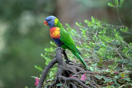 This is a close up of a rainbow lorikeet
