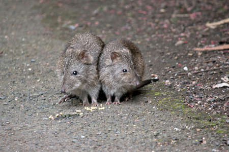 Two long nose potoroos are eatingの写真素材