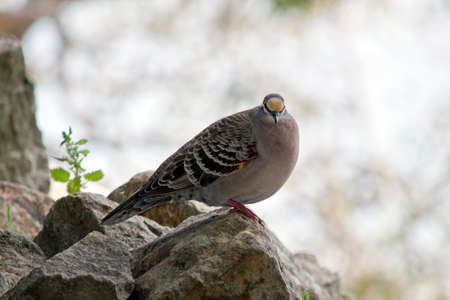 the common bronzewing dove is perched on a rocky outcropの写真素材