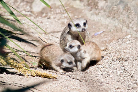 the meerkats are playing in the sandの写真素材