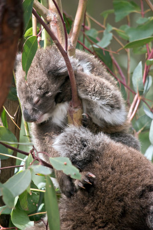 the joey  koala is standing on its mothers headの写真素材