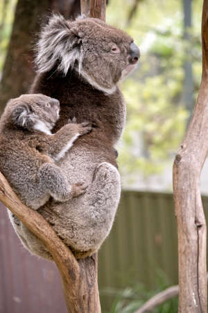 the koala is carrying her joey on her backの写真素材