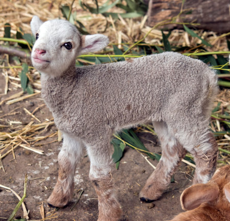 this is  a close up of a lamb