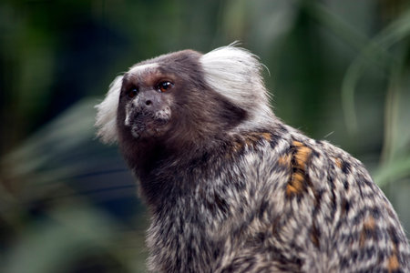 This is a close up of a common marmoset monkey