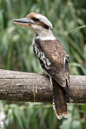 The laughing kookaburras is sitting in a gum treeの写真素材
