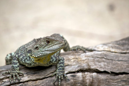 the water dragon is walking on a log