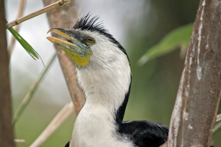this is a close up of a young pied cormorant