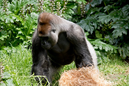 the silverback gorilla is walking towards the hay stack