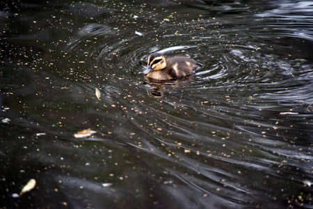 pacific black duck chick is swimming in the pondの写真素材