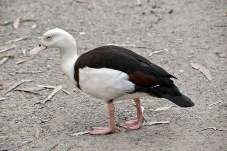 this is a side view of a radjak shelduckの写真素材