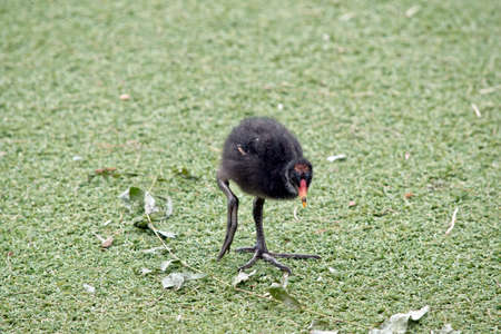 the dusky moorhen chick is walking across the grassの写真素材