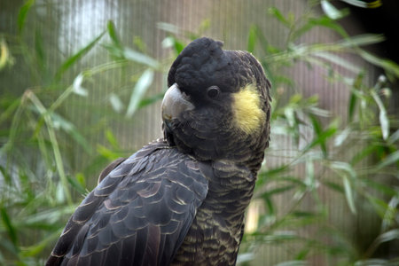 this is  a close up of a yellow tailed black cockatoo