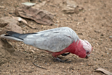 the galah is looking for seeds to eat on the ground