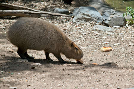 the capybara is eating a piece of fruitの写真素材
