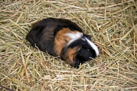 the hamster is in the hay and grasses