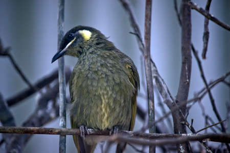 the Lewin's Honeyeater is perched on a twigの写真素材