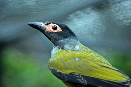 this is  a close up of a figbirdの写真素材