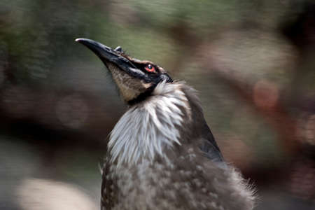 this is  a close up of a noisy friar birdの写真素材