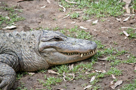Close up of an alligatorの写真素材