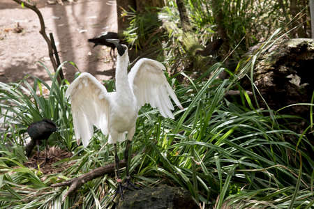 the royal spoonbill is flapping his wings to gain his balanceの写真素材