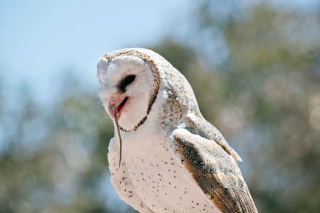 this is a close up of a barn owl eating a ratの写真素材