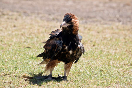 the black breasted buzzard is walking across the grassの写真素材