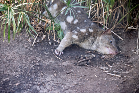 the quoll is resting in the tall grass trying to keep cool