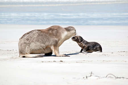 the sea lion pup is looking for his mother on the beach at Seal Bayの写真素材