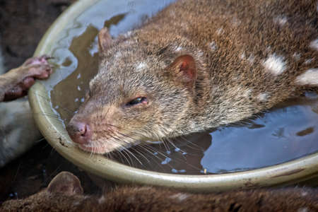 this is a  close up of a quoll cooling offの写真素材