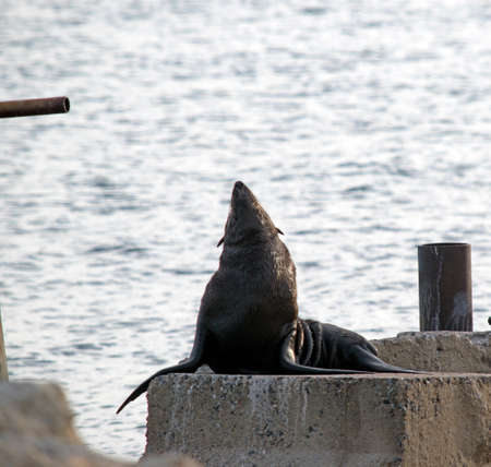 the austalian fur seal is on the jettyの写真素材