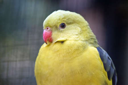 this is a  close up of a regent parrotの写真素材