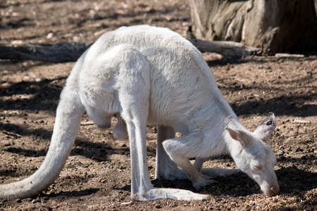 this is the side view of an albino  kangaroo-Island kangarooの写真素材