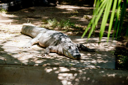 the alligator is hiding in the shadowsの写真素材