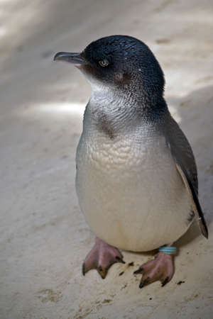 the little fairy penguin is standing ready to go for a swimの写真素材