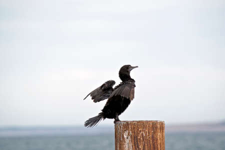 the little black cormorant is drying his wings after diving for doodの写真素材