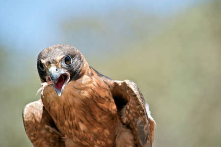 this is a  close up of a hobby falconの写真素材