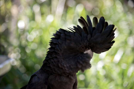 this is a  close up of a red tailed black cockatooの写真素材