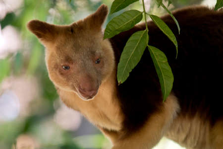 this is a  close up of a tree kangarooの写真素材