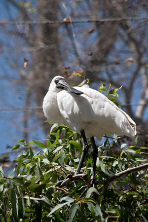 the royal spoonbill is looking for foodの写真素材