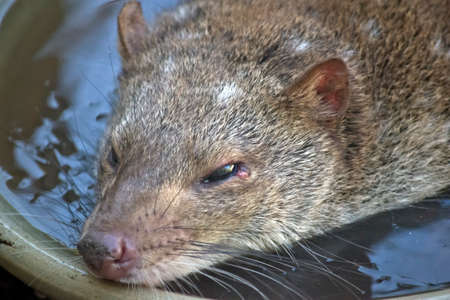this is a  close up of a quoll cooling offの写真素材