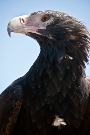 this is a close up of a wedge tailed eagleの写真素材