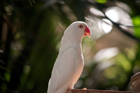 this is a side view of a white parrotの写真素材