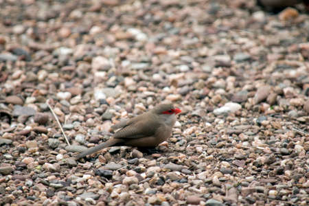 the finch is on the pebblesの写真素材